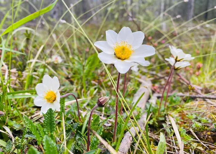 Griable シュテーク